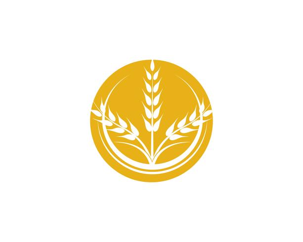 Agriculture wheat vector