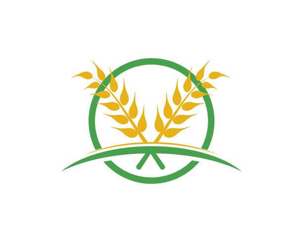 Agriculture wheat vector