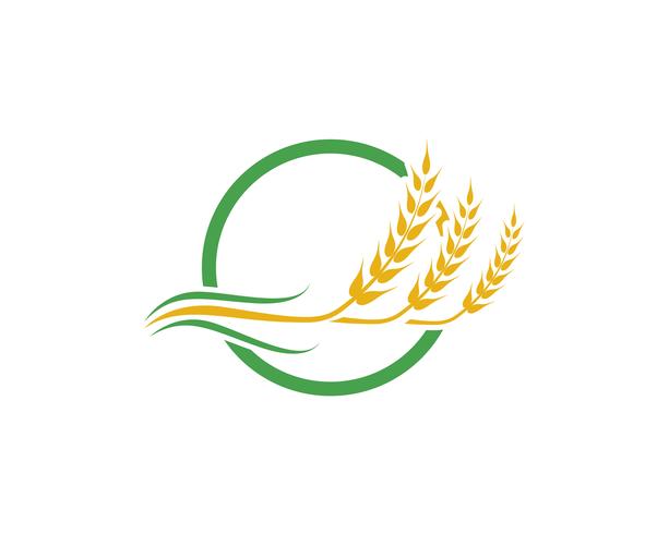Agriculture wheat vector