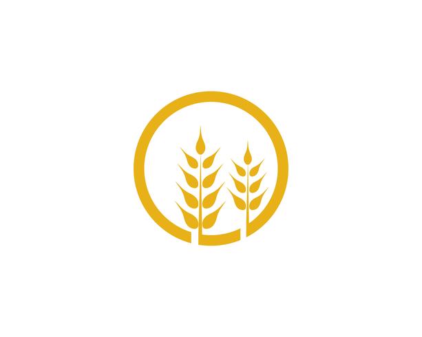 Agriculture wheat vector