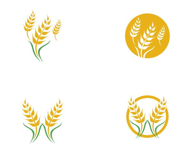 Agriculture wheat vector