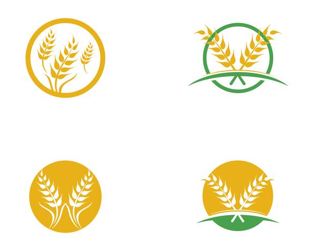 Agriculture wheat vector