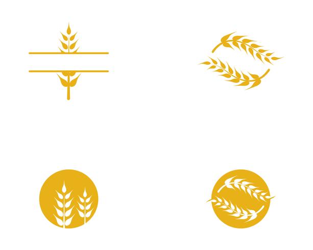 Agriculture wheat vector