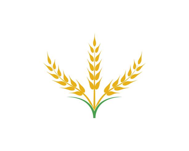Agriculture wheat vector