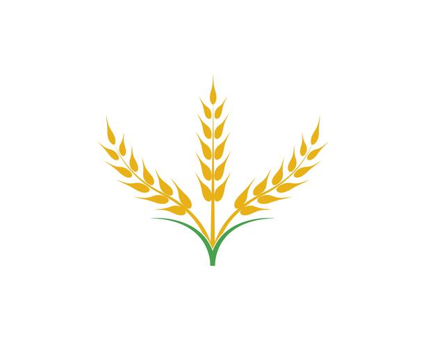 Agriculture wheat vector