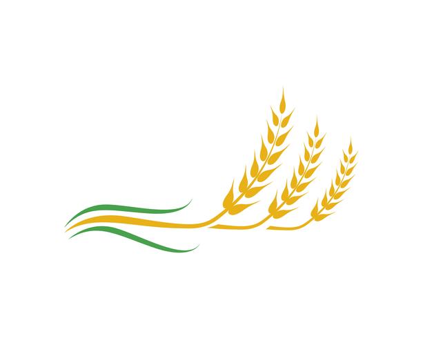 Agriculture wheat vector