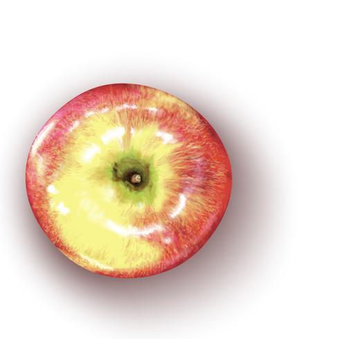 Vector illustration of realistic red apple