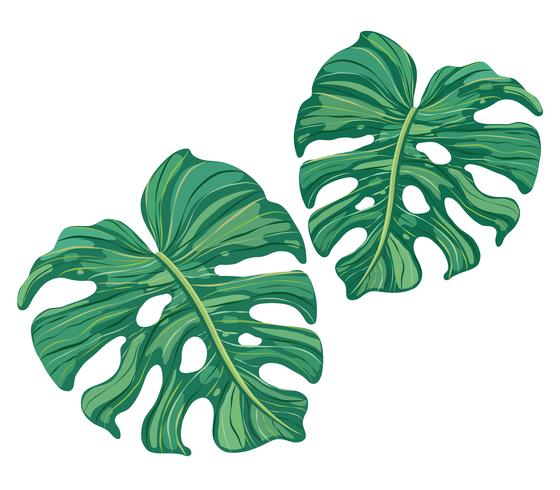 summer tropical green leaves vector