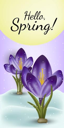 Vector realistic spring flower crocus in a snowdrift