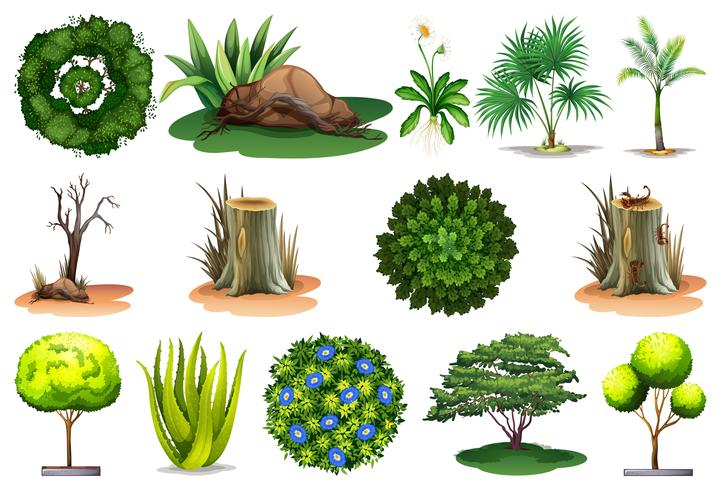 Conjunto de diferentes plantas vector