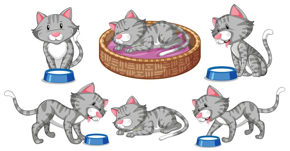 Conjunto de caracteres de gato vector