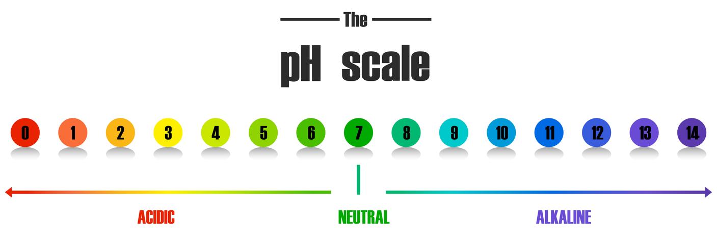 Science pH scale template vector