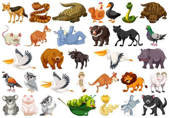 Conjunto de animales salvajes vector