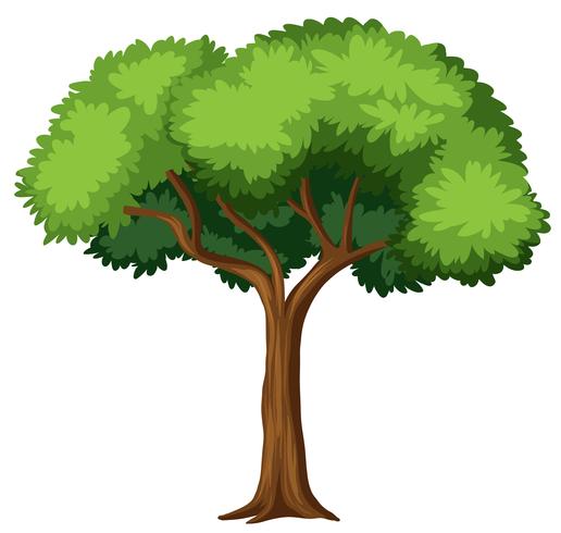 Árbol aislado sobre fondo blanco vector