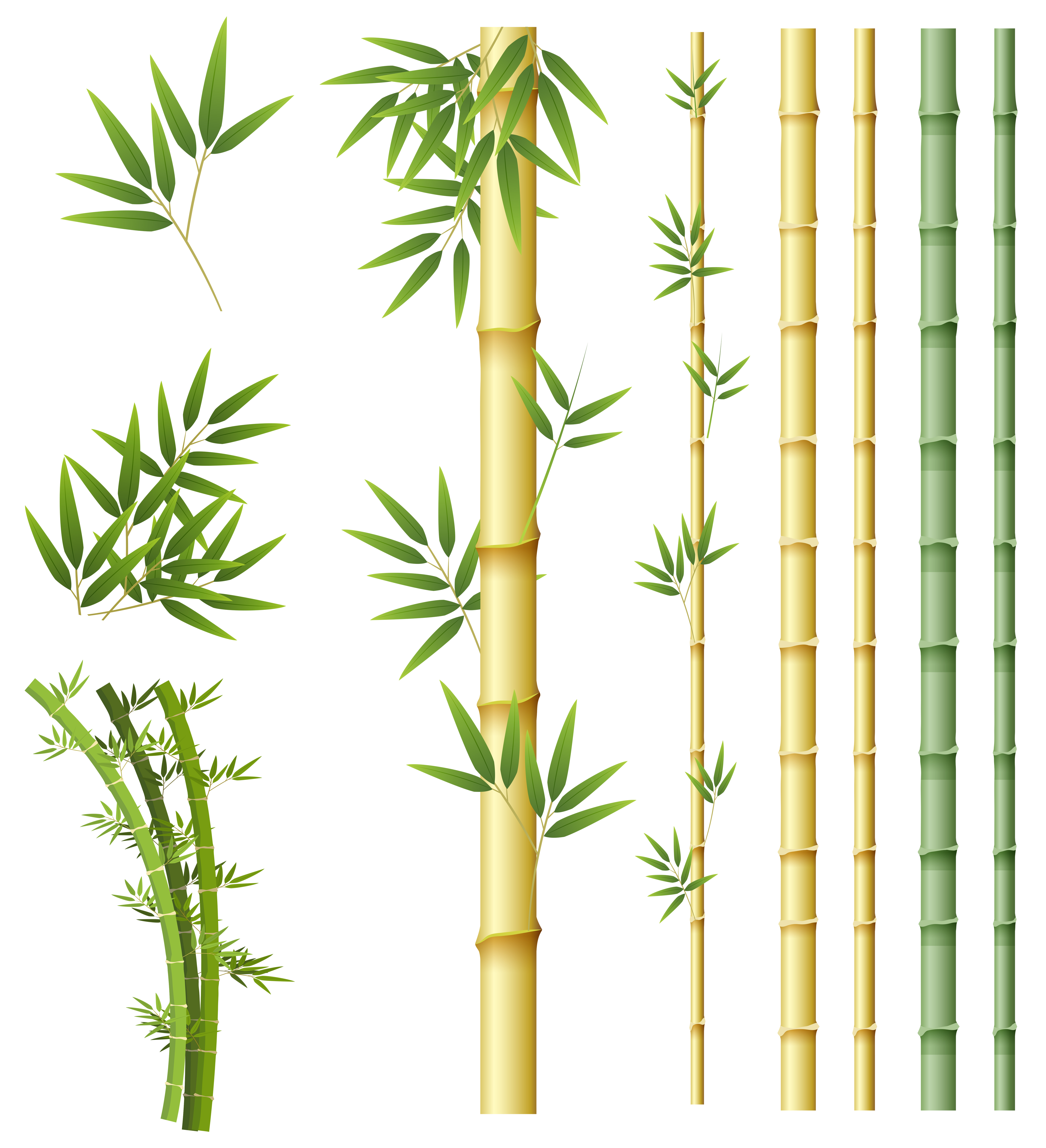 Set of bamboo plant Download Free Vectors Clipart Set of bamboo plant Download Free Vectors Clipart