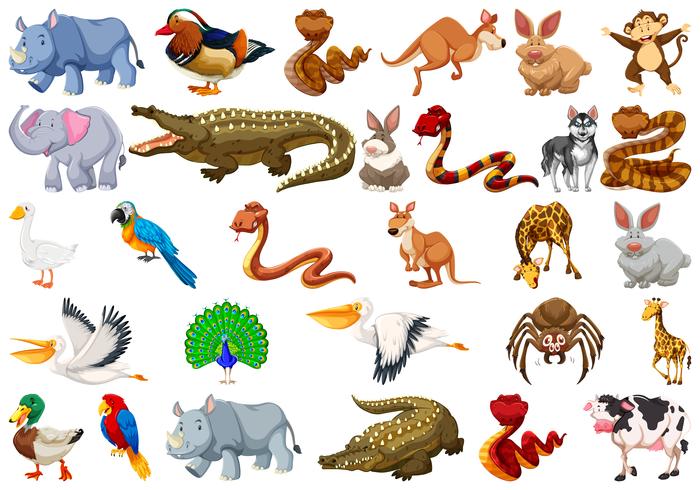 Conjunto de caracteres animales. vector