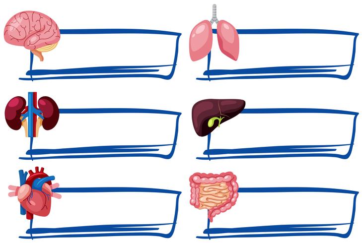 A Set of Human Organs and Banner vector