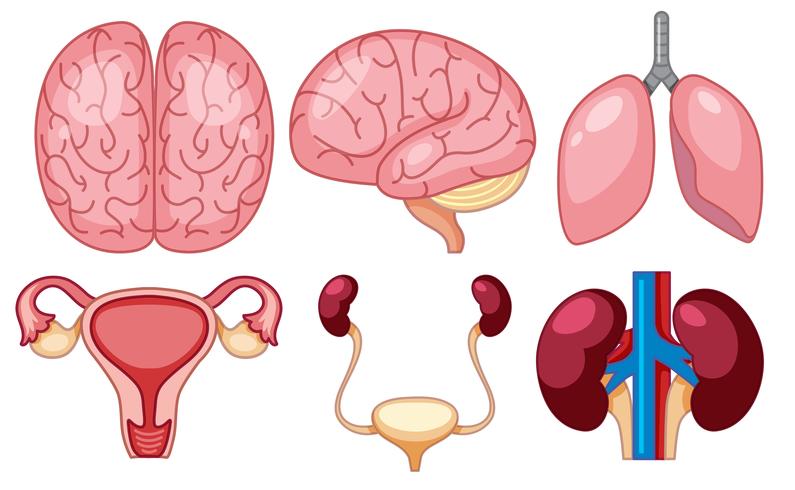 Un conjunto de órganos humanos vector