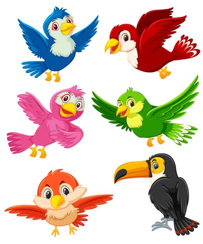 Set of bird character vector