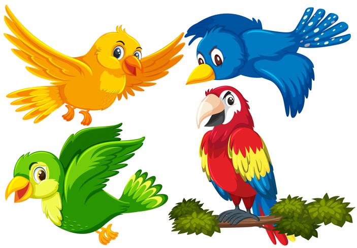 Set of bird character vector