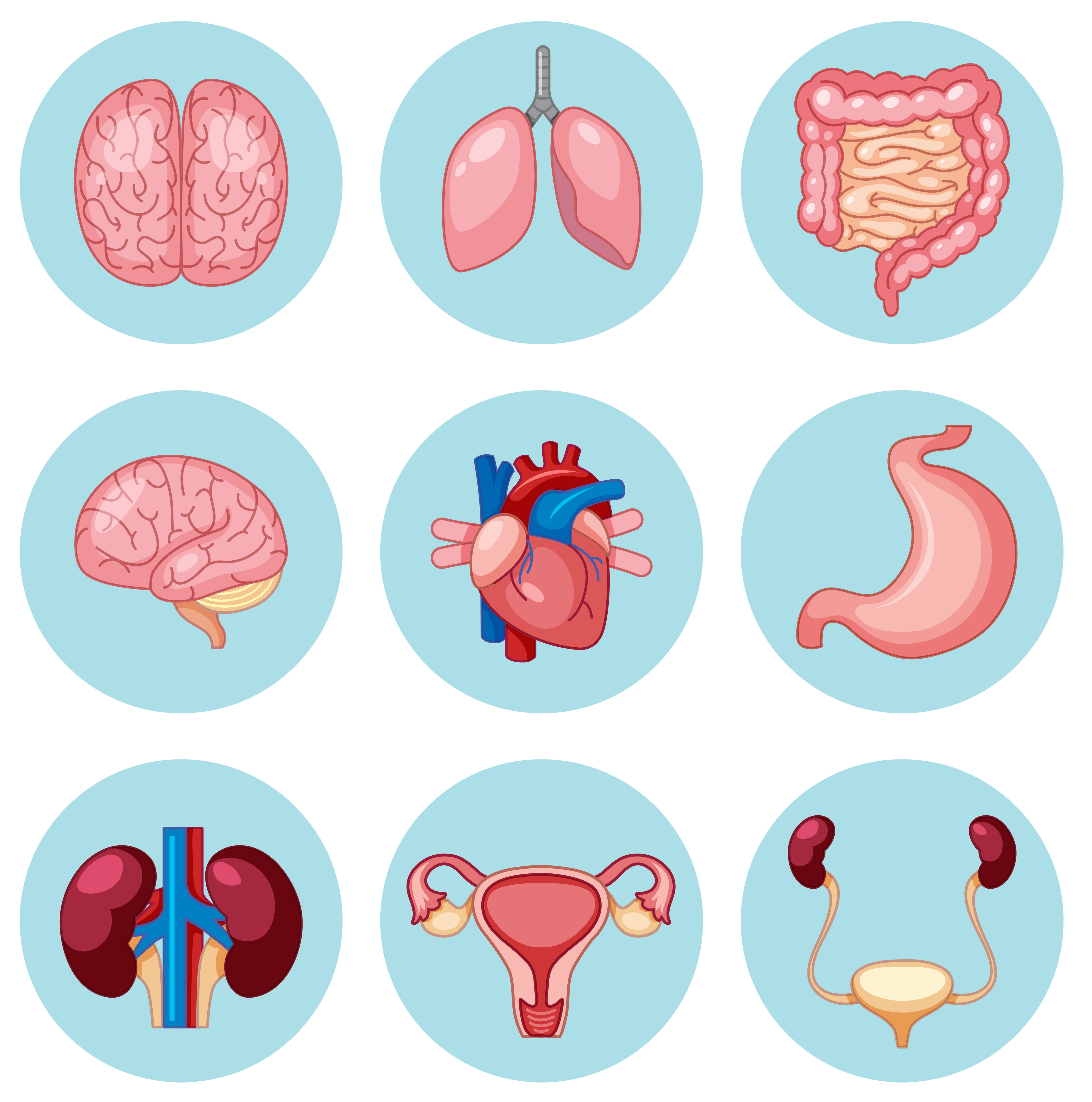 A Set Of Human Organs 589343 Vector Art At Vecteezy