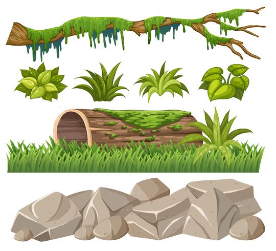 Set of jungle objects vector