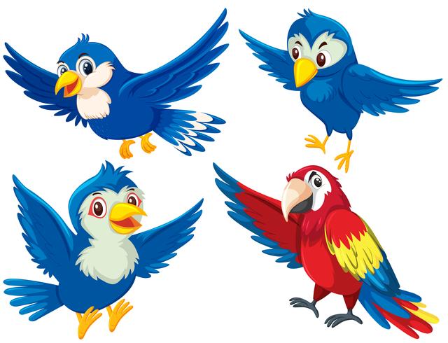 Set of bird character vector