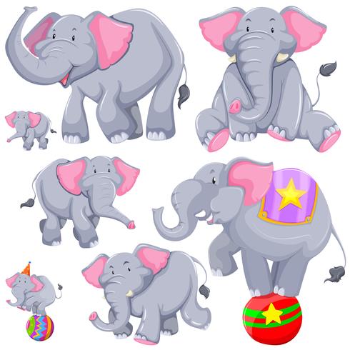 Elefante gris en diferentes acciones. vector