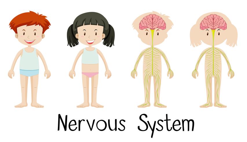 Nervous system of boy and girl vector