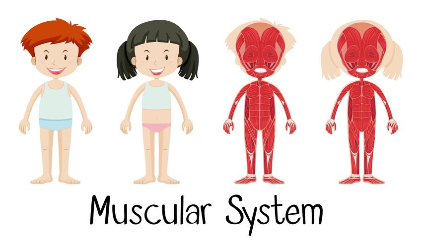 Muscular system of boy and girl vector