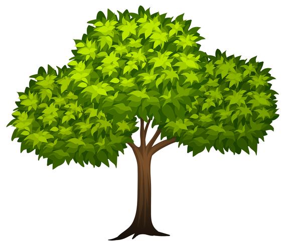 A tree on whote background vector