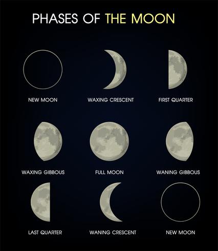 The Phases of the Moon.Print vector