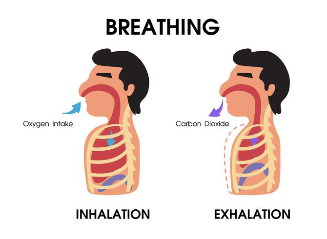 Diagram showing expansion and contraction of the lungs while breathing. vector