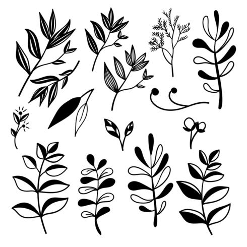 Botanical hand drawn elements vector