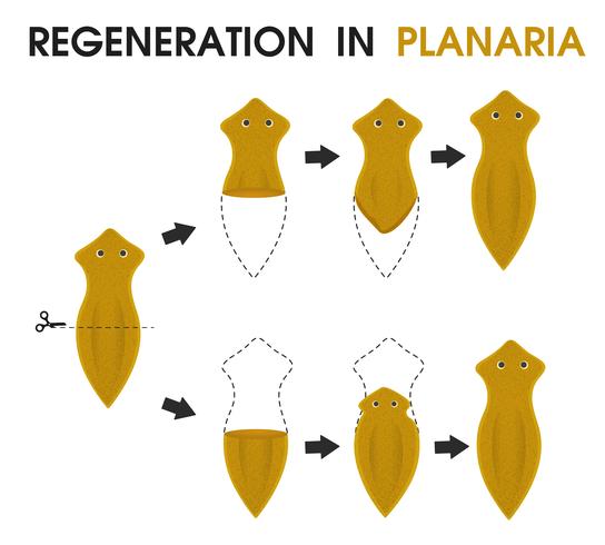 Science cartoon teaching about Regeneration in Planaria. vector