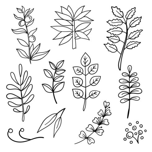 Botanical hand drawn elements vector