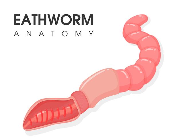 Science education about the internal structure and reproduction of earthworms. vector