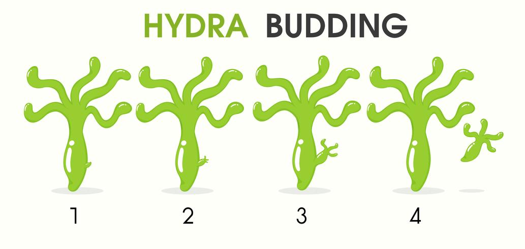 Science cartoon teaching about Hydra Budding. vector