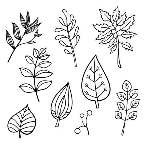 Botanical hand drawn elements vector