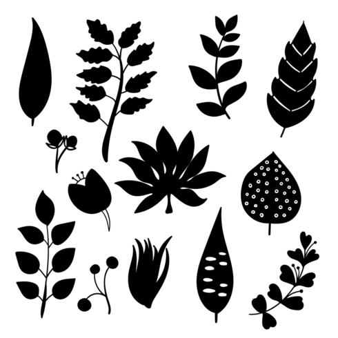 Elementos botánicos dibujados a mano. vector