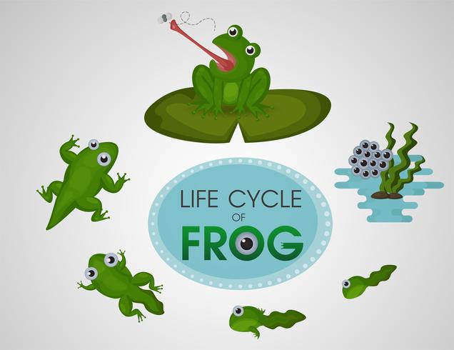 Life cycle of frog vector