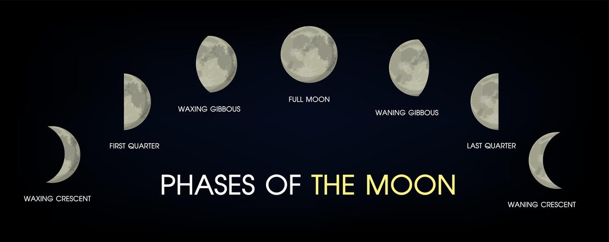 The Phases of the Moon. vector