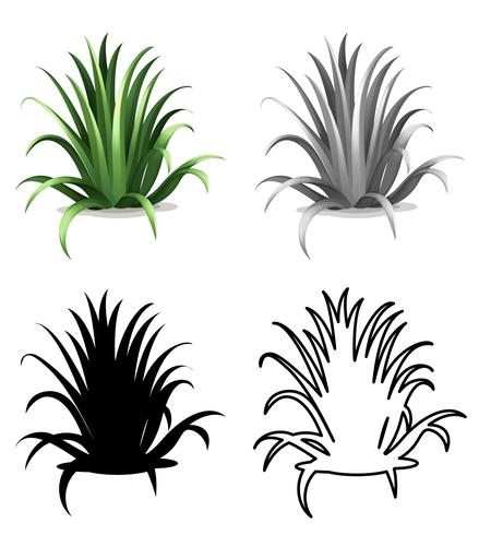 Set of grass on white background vector