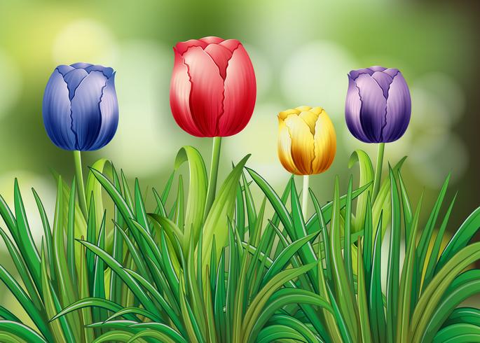 Coloridas flores de tulipán en el jardín vector