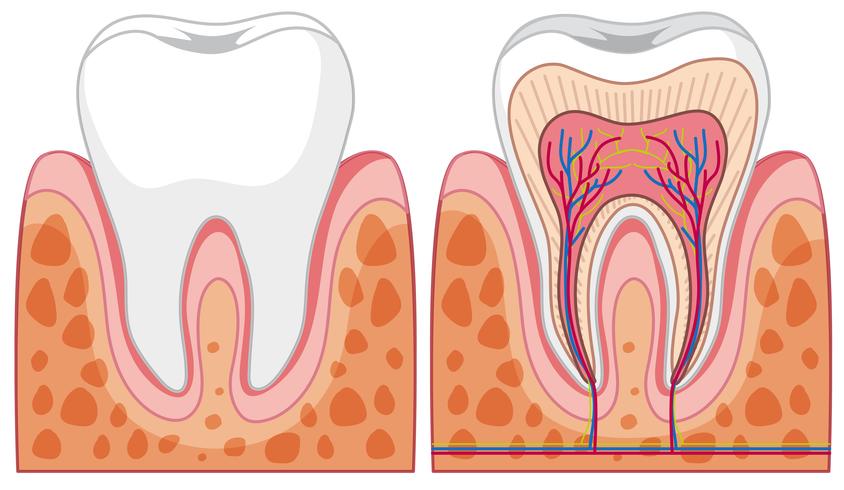 Set of tooth diagrams vector