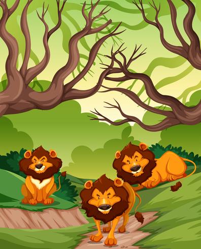 Leones en la escena de la naturaleza vector