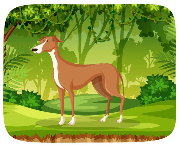 Un galgo en la selva. vector