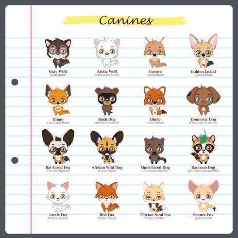 Ilustraciones caninas con nombres regulares y científicos. vector