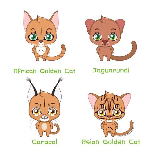 Conjunto de especies de gatos salvajes de tamaño mediano. vector