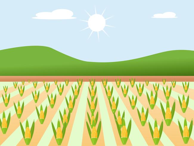 High quality design sweet golden and cute of farm corn with colorful beauty. vector illustration sign.